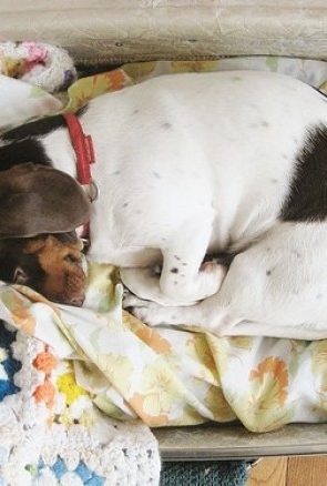Small white and brown dog curled up in a suitcase on floral blankets, showcasing a cozy, pet-friendly travel lifestyle.