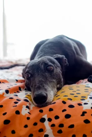 Lemon the rescue greyhound