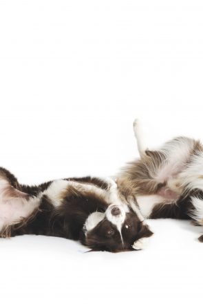 Two brown and white Border Collies lying on their backs, performing the play dead trick on a white background.