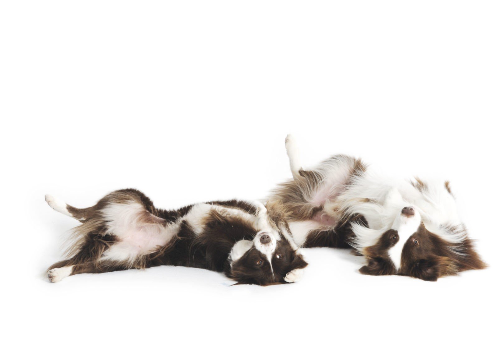 Two brown and white Border Collies lying on their backs, performing the play dead trick on a white background.