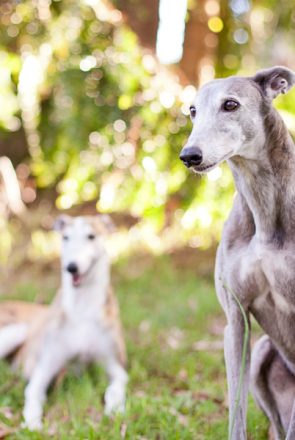 Rescue greyhounds Biscuit and Checke outdoors in a sunny field, pet photography by Charlotte Reeves.