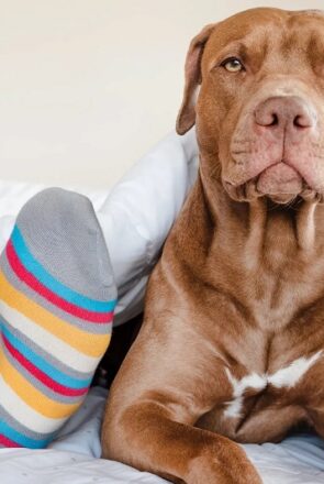 Friendly brown Pit Bull dog lying in bed under a duvet next to colorful socks, debunking common bull breed myths.