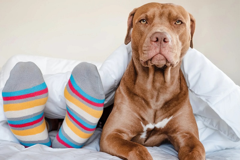 Friendly brown Pit Bull dog lying in bed under a duvet next to colorful socks, debunking common bull breed myths.