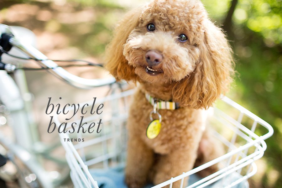 Cute fluffy poodle sitting in a white wire dog bicycle basket for stylish and comfy pet travel.
