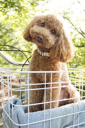 Brown toy poodle sitting in a white wire bicycle basket, showcasing modern pet-friendly bicycle basket trends.