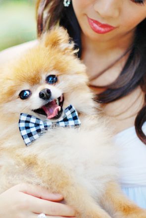No-Sew-Doggy-Bow-Tie