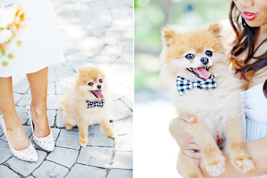 Pomeranian dog wearing a black and white checkered DIY no-sew wedding bow tie.