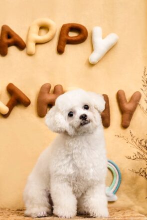 Fluffy white dog sitting in front of a plush Happy Birthday sign and wrapped gifts for a DIY puppy birthday party.