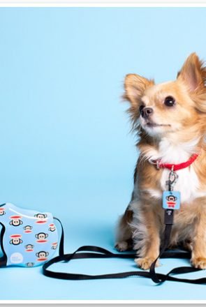 Chihuahua with Paul Frank Julius the Monkey retractable dog leash by 26 Bars & A Band.