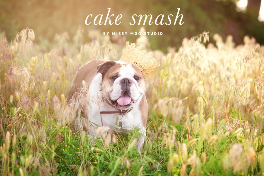 English Bulldog wearing a gold crown in a field for a dog birthday party cake smash by Missy Moo Studio.