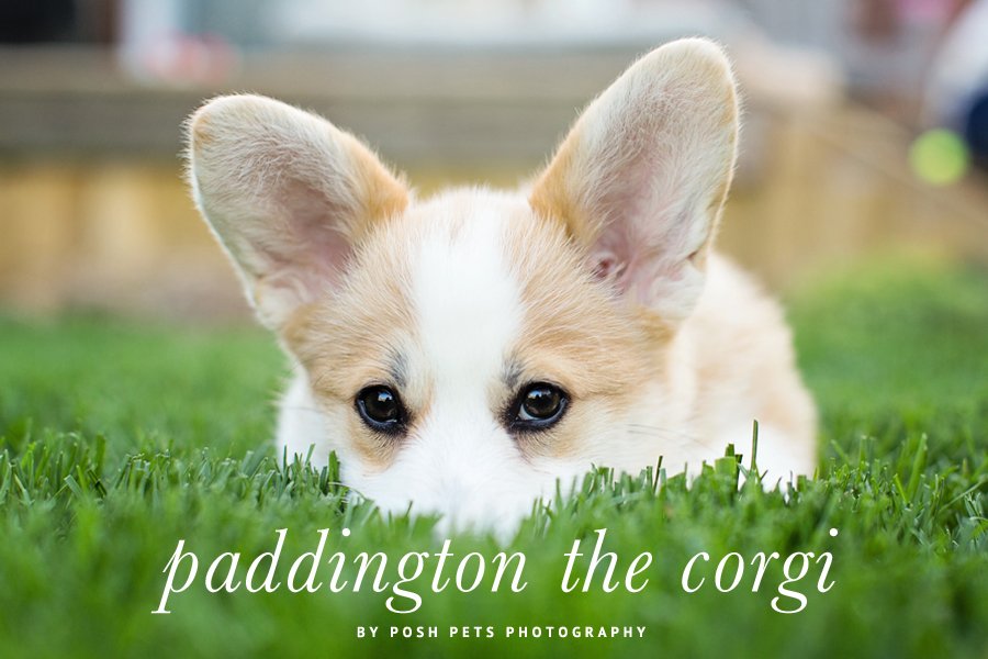 Paddington the Corgi puppy peeking through green grass in a professional portrait by Posh Pets Photography.