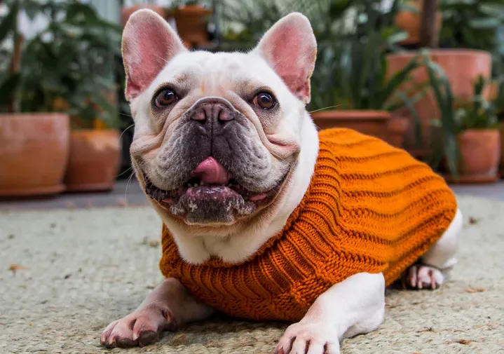 DGG Winter dog jumper