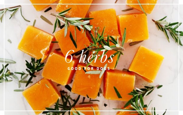 HERBS-FOR-DOGS-MINI-SLIDE