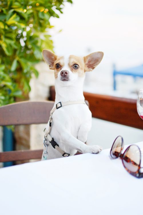 Cute chihuahua at a table, perfect for making advertising and general enquiries on the Pretty Fluffy contact page.