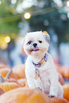Happy small white dog with a cute underbite smile posing in a pumpkin patch for an autumn holiday.