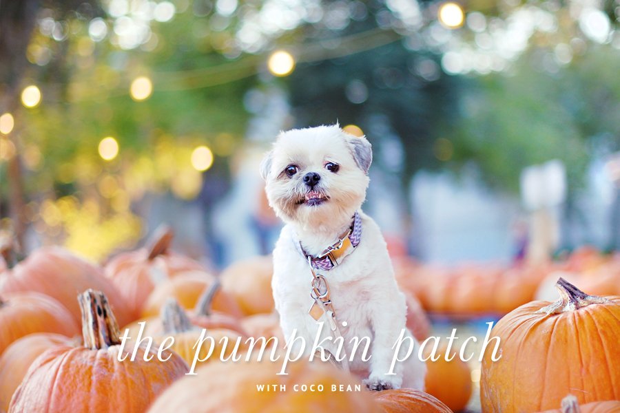 Coco Bean the dog sitting among orange pumpkins at a festive pumpkin patch with twinkling string lights.