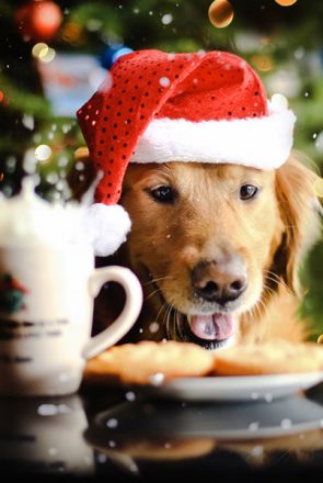 Golden retriever in a Santa hat looking at cookies, representing healthy holiday dog treats and pet safety tips.