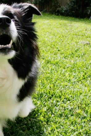 Border Collie showing healthy white teeth outdoors, highlighting the importance of routine dog dental care.