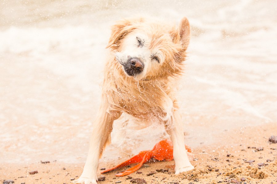 Wet dog shaking off water on a sandy beach with a toy, highlighting pet summer safety and outdoor fun.