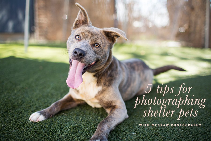 Brindle shelter dog on grass; 5 tips for photographing shelter pets with McGraw Photography.