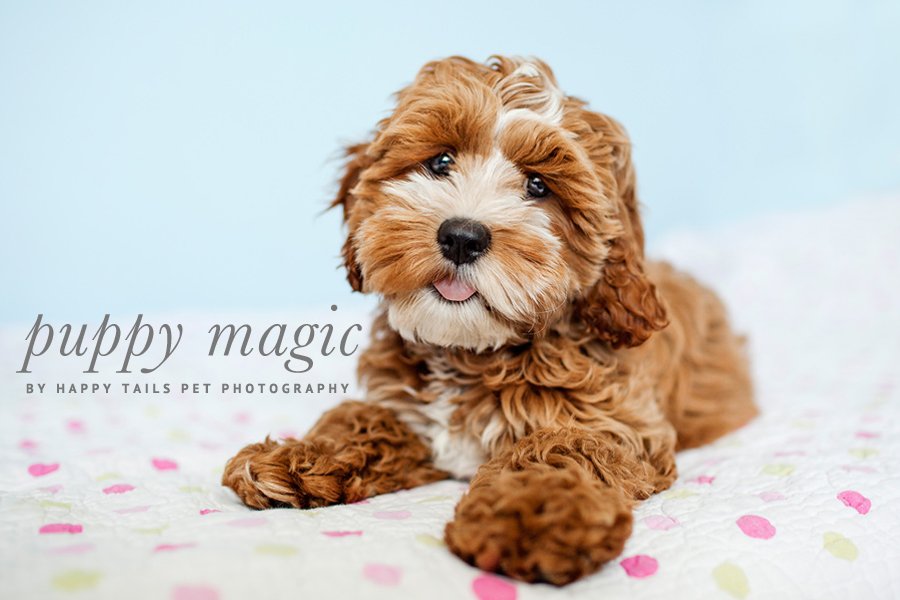 Tessa by Cockapoo Puppy by Happy Tails Pet Photography | Pretty Fluffy