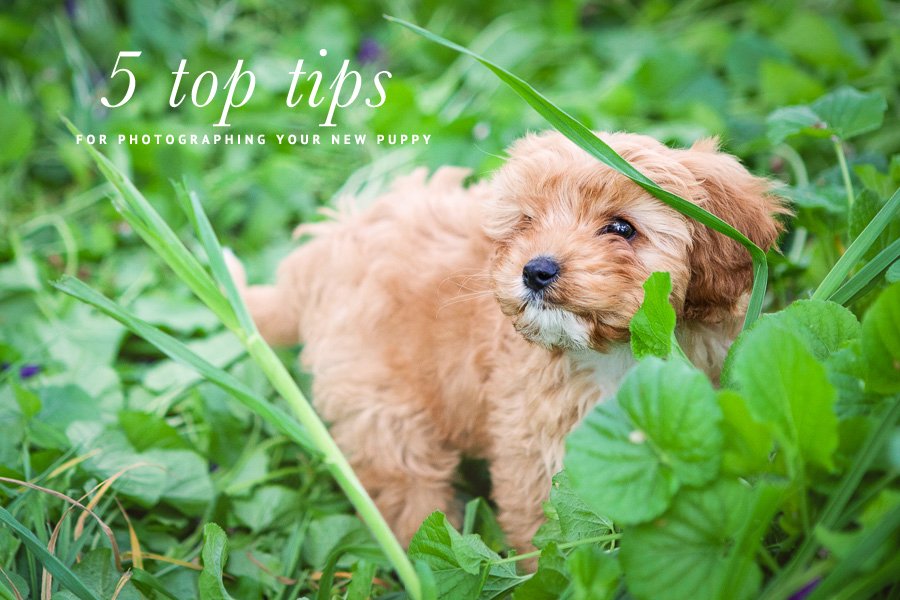 Small fluffy puppy sitting in green grass with text: 5 top tips for photographing your new puppy.
