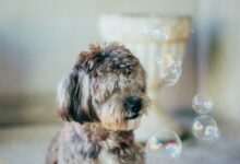 Dog Owner Cleaning Tips