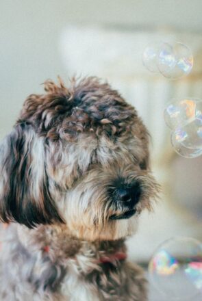 Dog Owner Cleaning Tips