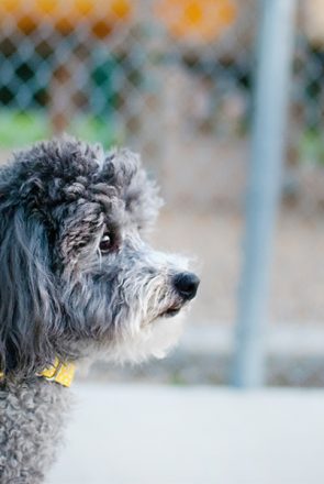 Fluffy grey dog wearing a yellow collar looks attentively, demonstrating focus during outdoor training.