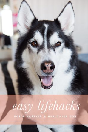 Lifehacks for a Happy and Healthy Dog | Pretty Fluffy