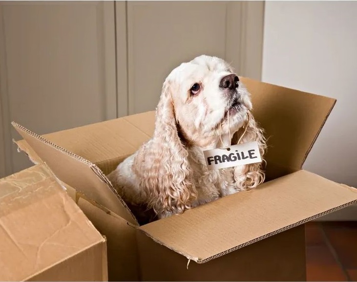 Cocker Spaniel sitting in a cardboard moving box with a fragile tag, illustrating moving house with a dog.