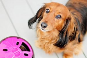 Interactive feeder for dogs review: AiKiou slow feeders