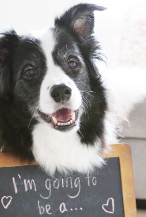 Smiling black and white dog with a chalkboard sign reading "I'm going to be a..." for a baby announcement.