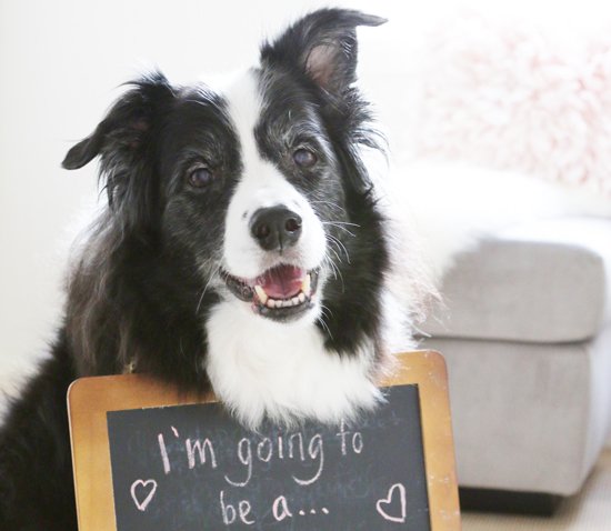 Smiling black and white dog with a chalkboard sign reading "I'm going to be a..." for a baby announcement.