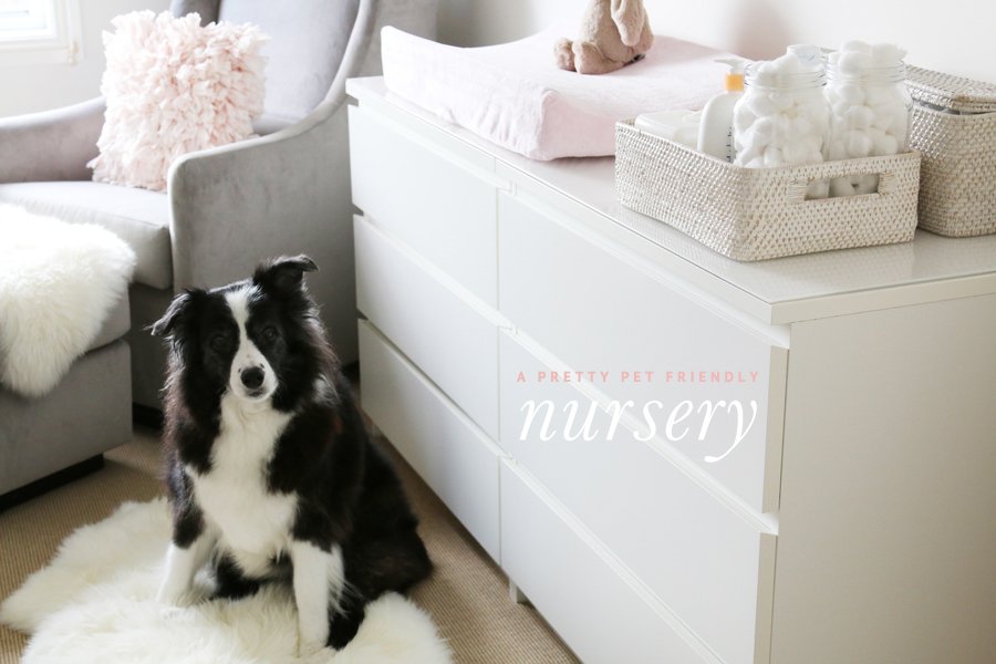 Border Collie sitting on a white rug in a pet friendly nursery next to a white dresser and pink baby changing table.