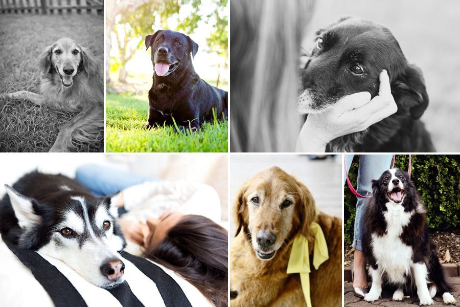 Collage of happy senior dogs with owners, illustrating senior dog care tips and healthy aging for older pets.