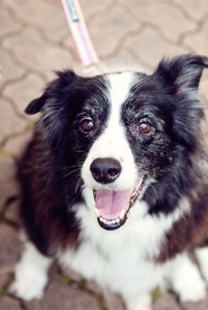 Senior Dog Checklist - Everything you need for an older dog