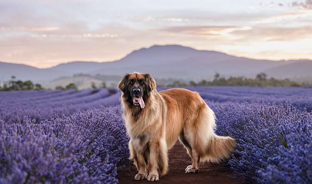 Leonberger dog standing in a field of blooming purple lavender at sunset, a creative spring dog photo idea.