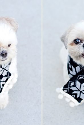 Fluffy dog wearing a stylish DIY winter scarf with pom-poms, a fun handmade project for your four-legged mate.