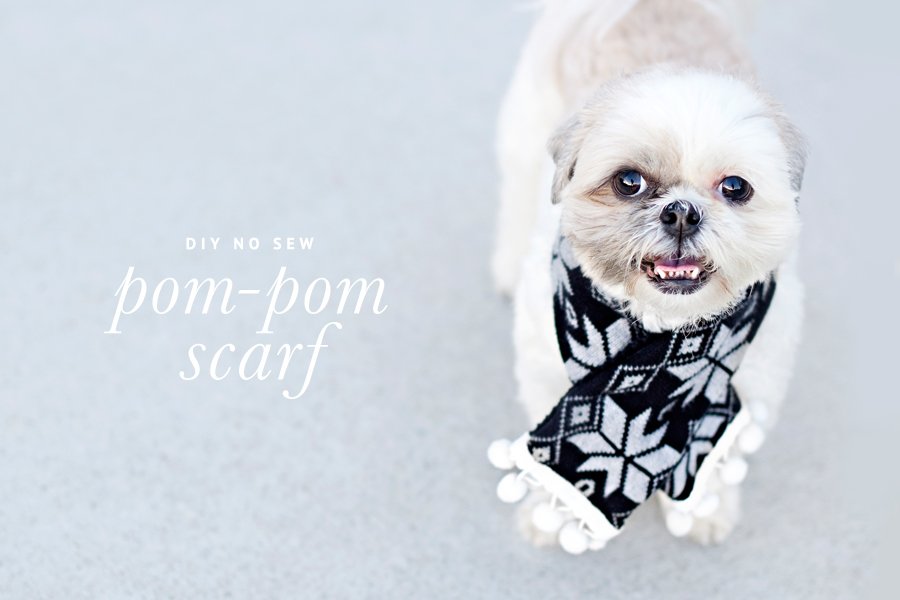 Small fluffy dog wearing a black and white patterned DIY no-sew dog scarf with pom-poms.