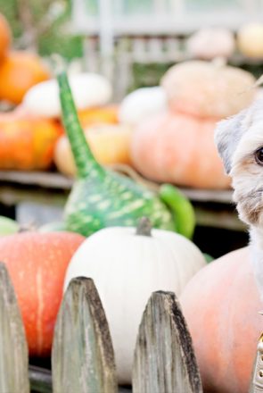 Cute dog peeking past autumn pumpkins and gourds behind a wooden fence, perfect for holiday party inspiration.