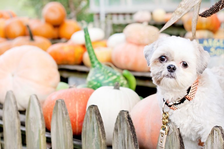 Pumpkin Picking with Coco Bean