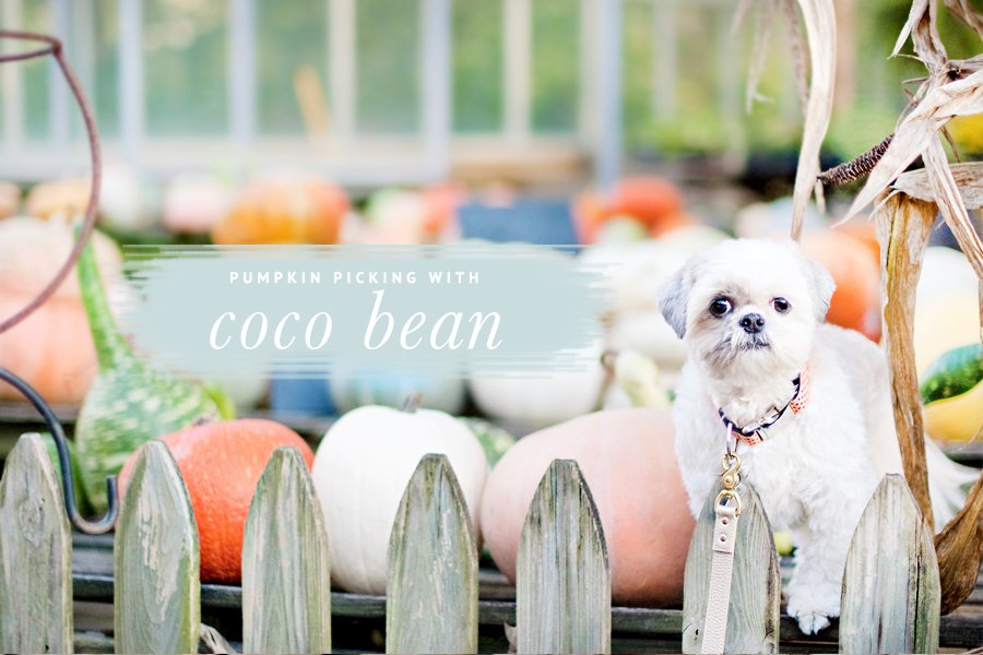 Coco Bean the dog pumpkin picking for Halloween at a farm with pumpkins and gourds behind a wooden fence.