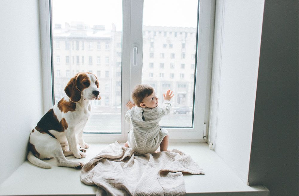 A beagle dog and baby sitting together on a windowsill, illustrating tips for living with a dog and a baby.