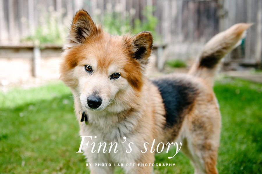 Fluffy rescue dog Finn standing in a grassy backyard for his rescue story by Photo Lab Pet Photography.