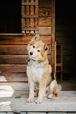 Cute fluffy dog tilting its head in front of a rustic wooden cabin. Professional pet photography.