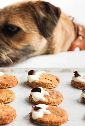 Homemade Christmas dog treats with yogurt and cranberry toppings on a baking tray as a dog peers over the edge.