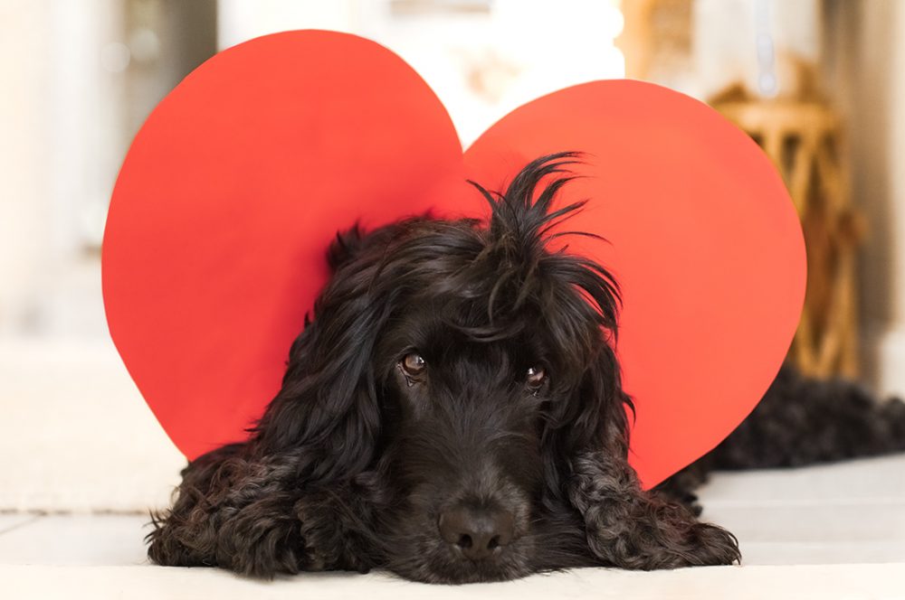 Black Cocker Spaniel Dog with Valentine's Heart