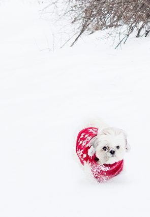 Small white dog wearing a red winter sweater in deep snow, highlighting winter care tips for dogs.