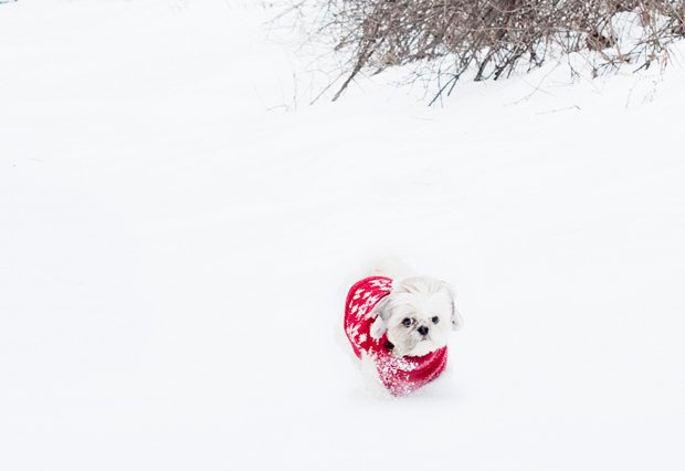 Small white dog wearing a red winter sweater in deep snow, highlighting winter care tips for dogs.